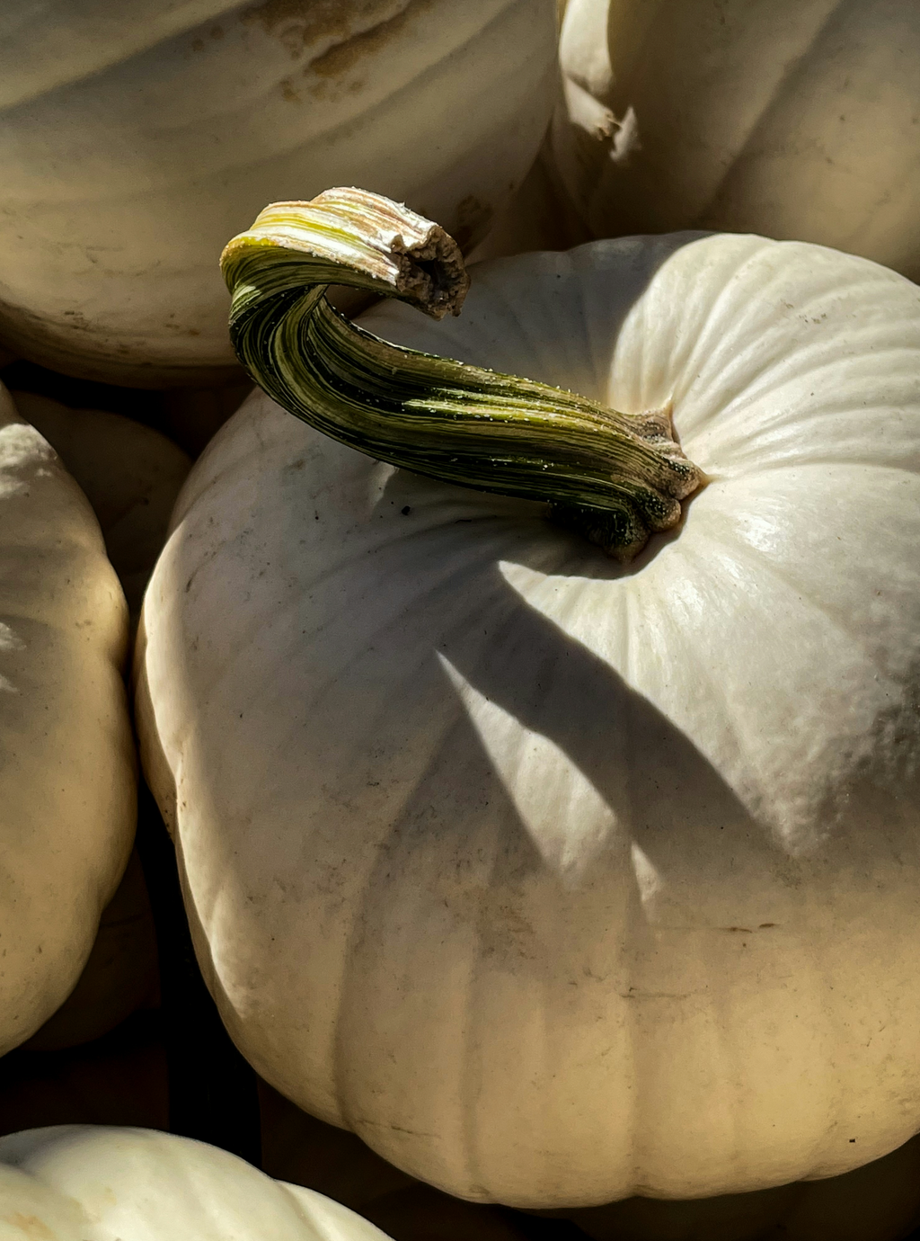 Refreshing White Pumpkin 15.7 oz Liquid Hand Soap