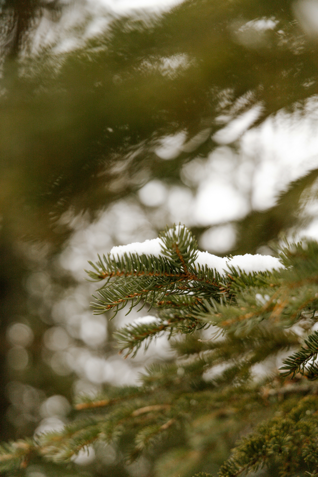 Aromatic Pine & Sage 23 oz scented candle