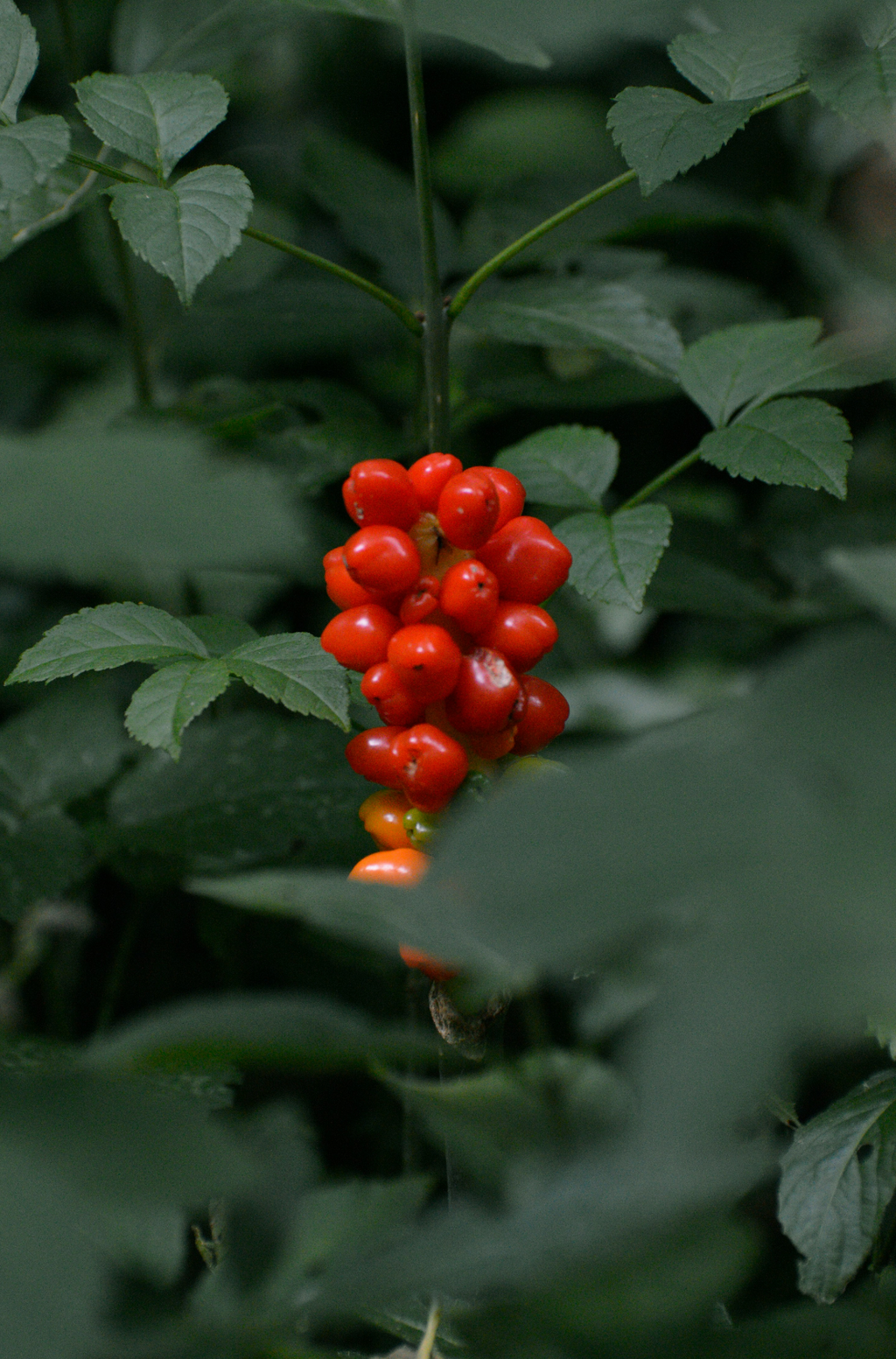 Scented Berry Currant 100 ml Reed Diffuser