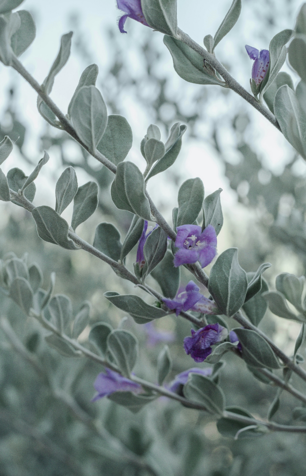Scented Eucalyptus & Lavender 100 ml Reed Diffuser