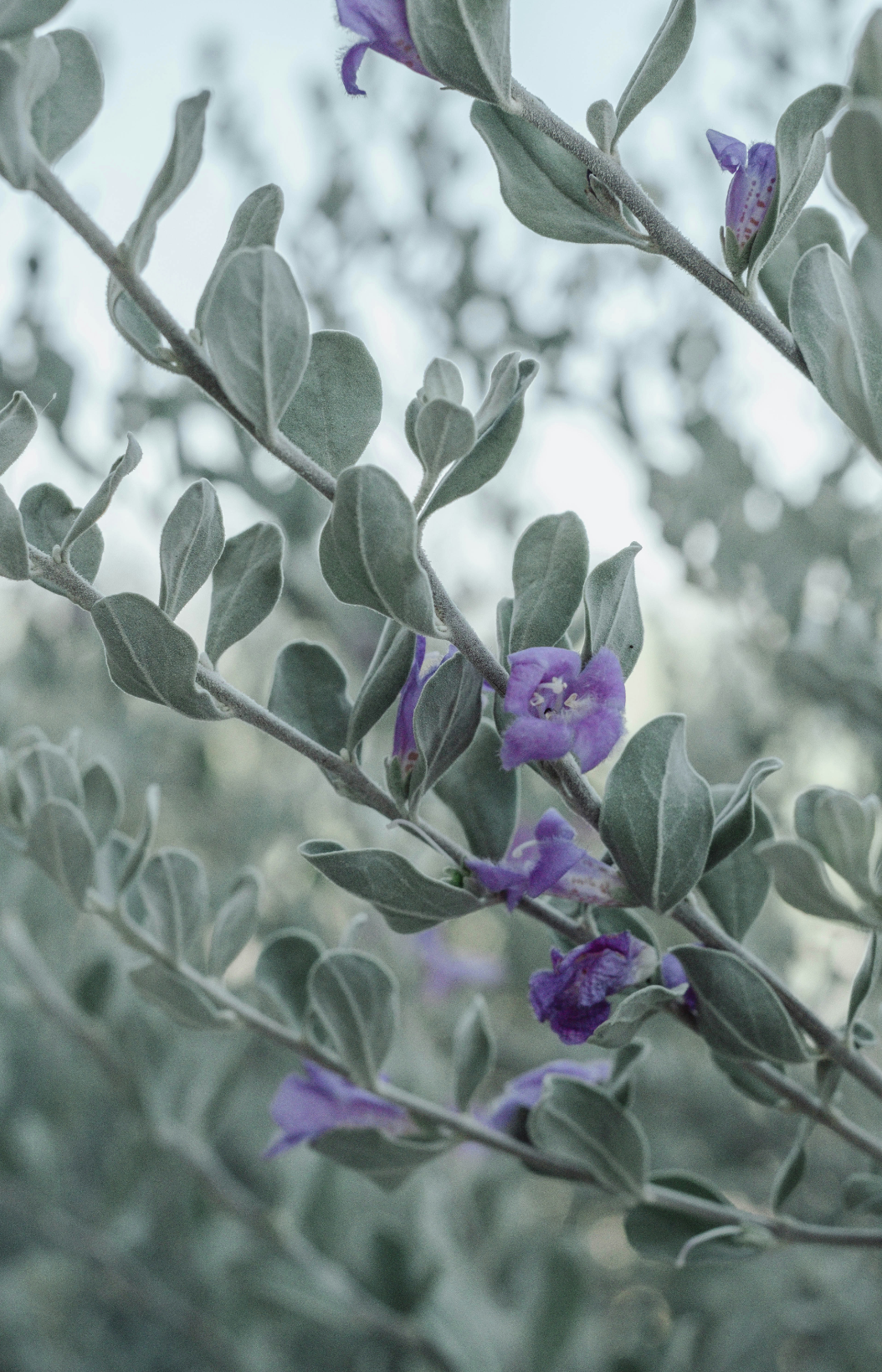 Scented Eucalyptus & Lavender 100 ml Reed Diffuser