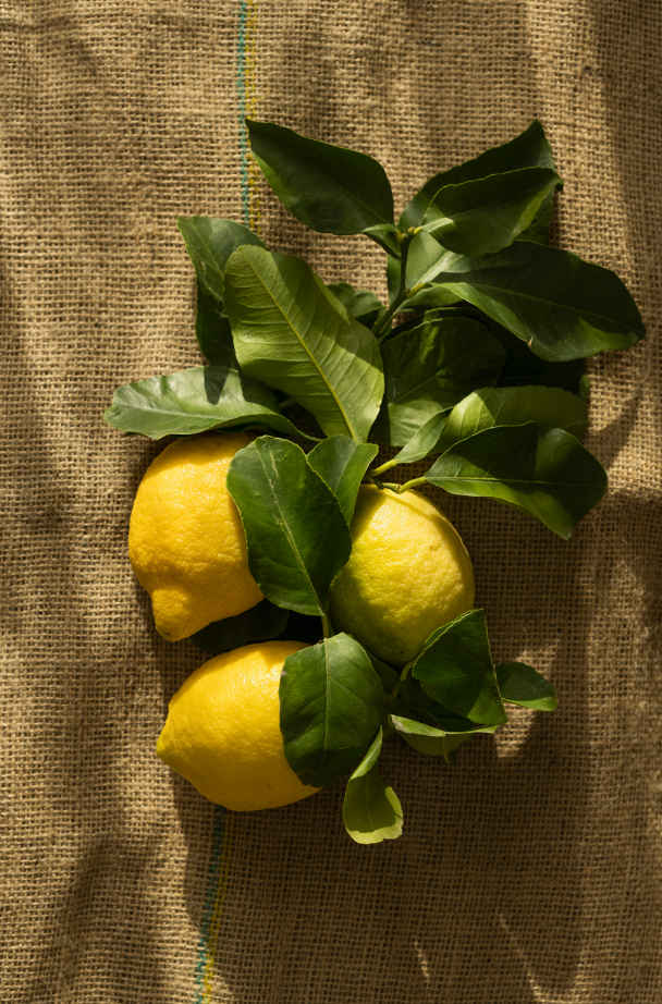 Aromatic Olive & Lemon 10 oz scented candle