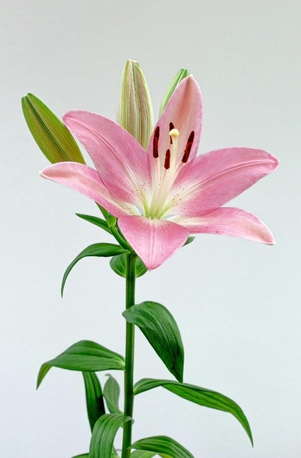 Luxurious Peony & Lily 100 ml Eau de Toilette