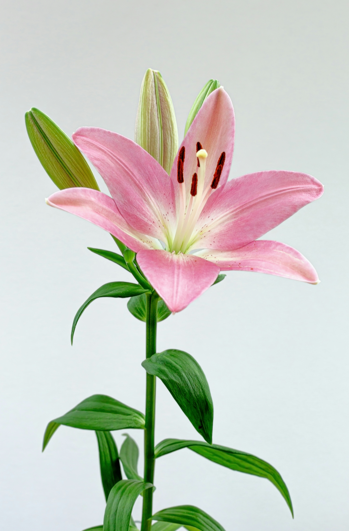 Luxurious Peony & Lily 100 ml Eau de Toilette