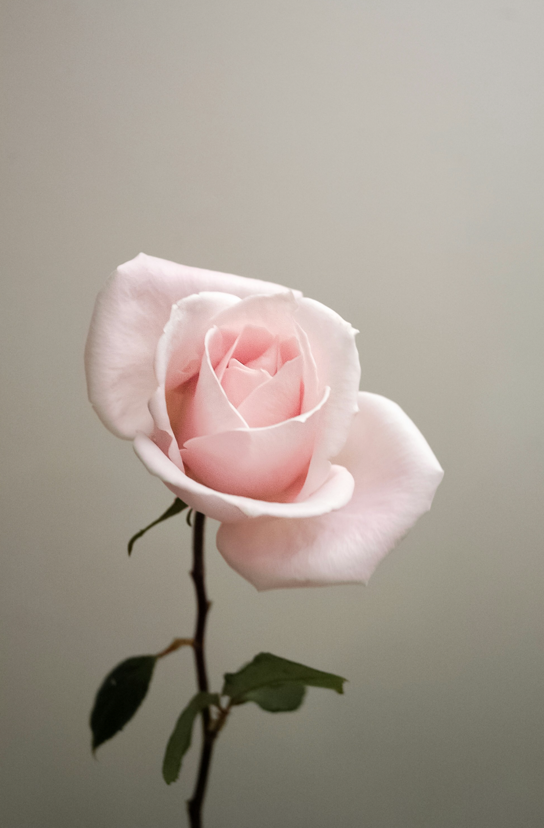Luxurious Sweet Rose 100 ml Eau de Toilette