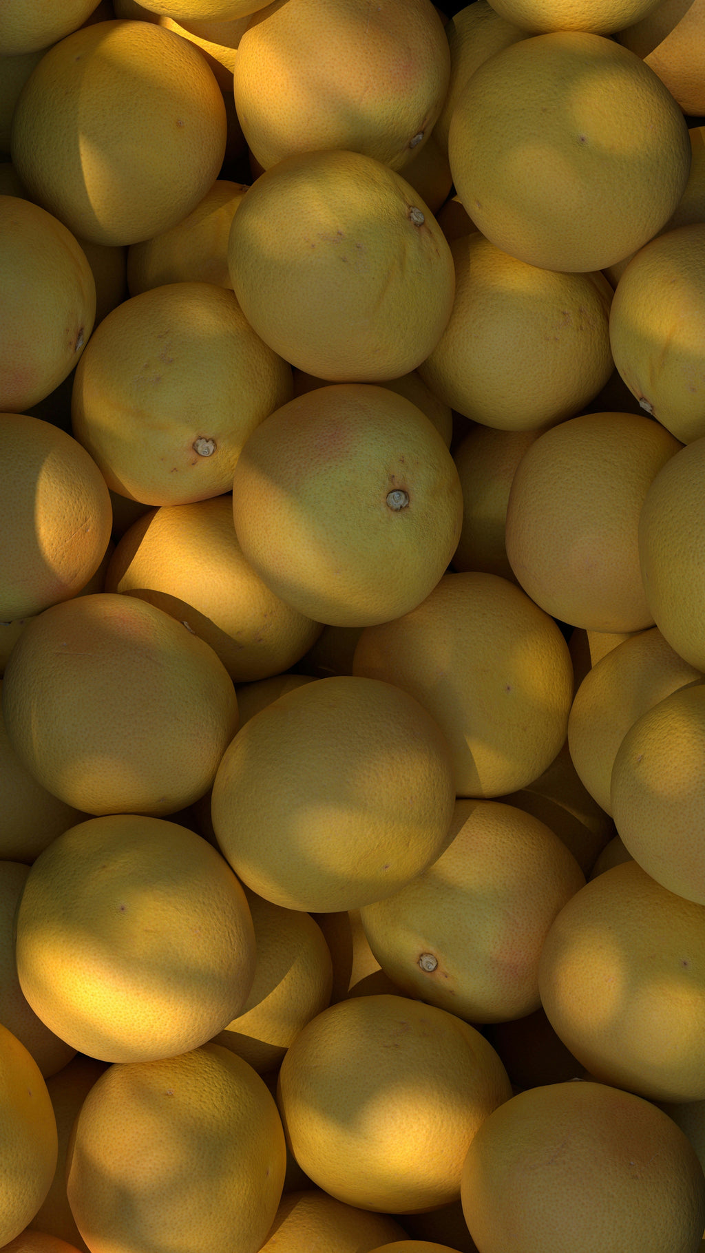 Aromatic Sun Washed Citrus 12 oz scented candle