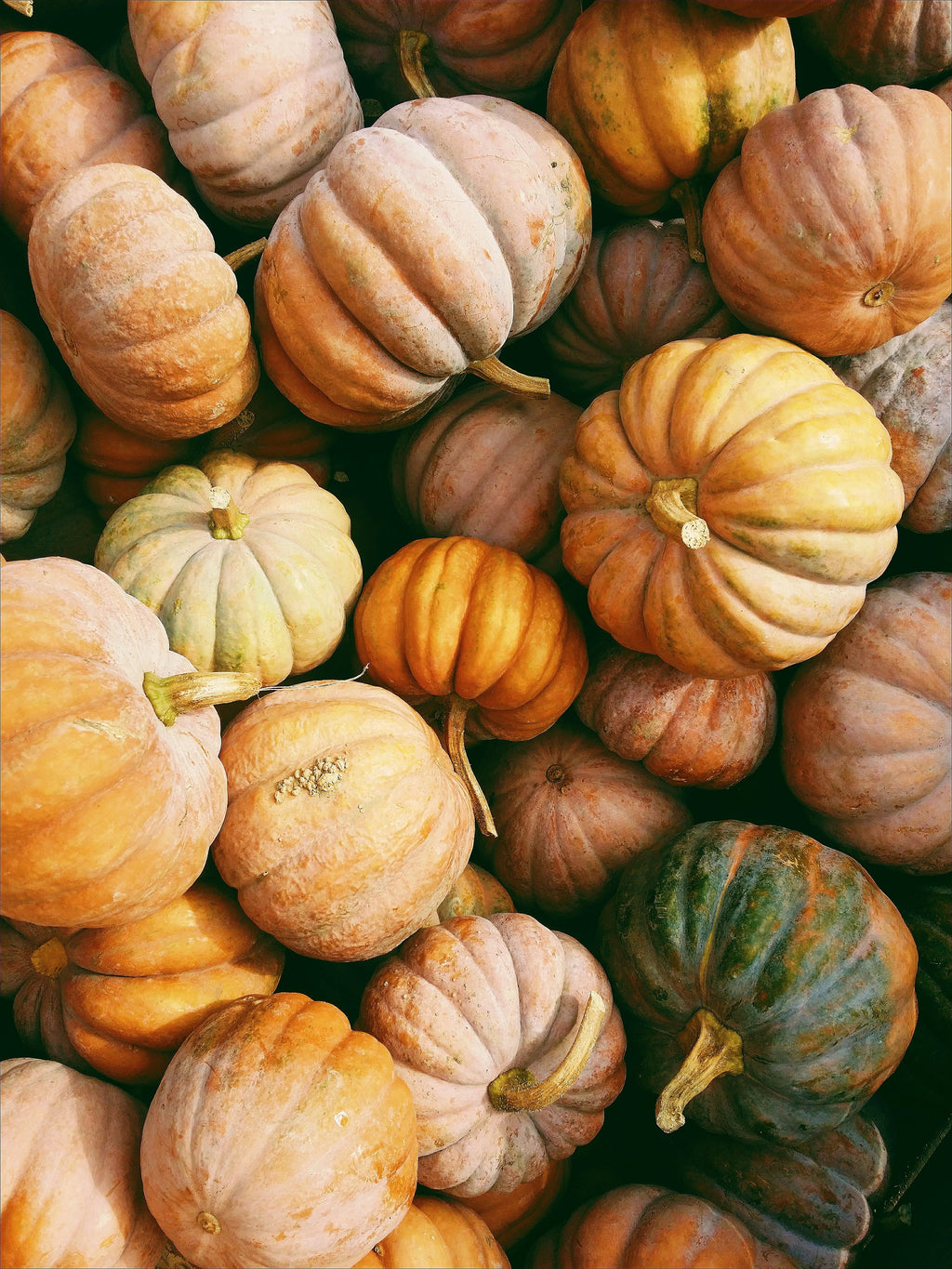 Refreshing Pumpkin Harvest 15.2 oz Liquid Hand Soap